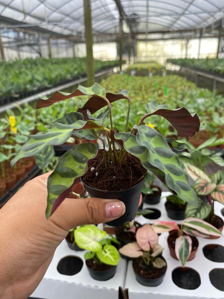 Basic Package - BELEAF 2" Plants