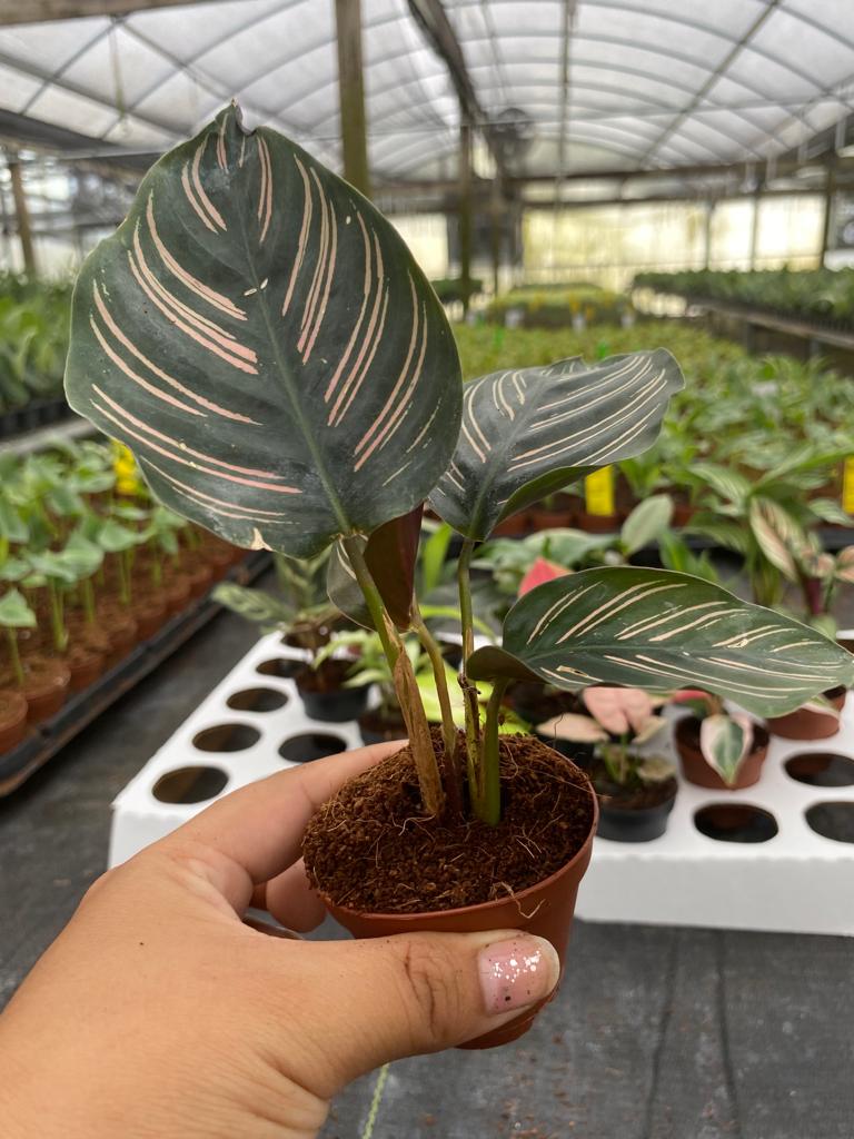 Basic Package - BELEAF 2" Plants