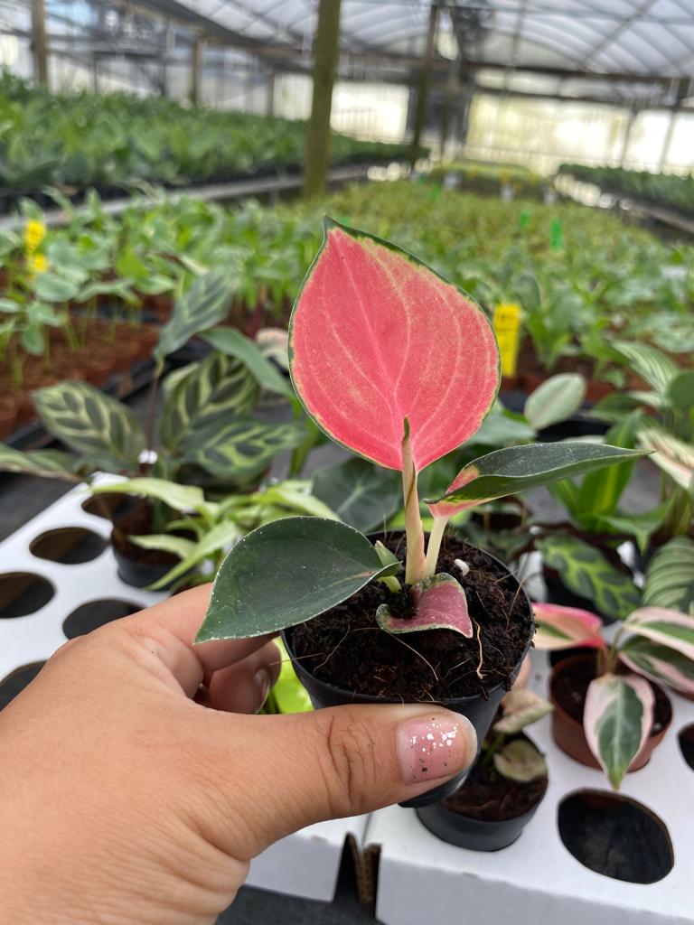 Basic Package - BELEAF 2" Plants
