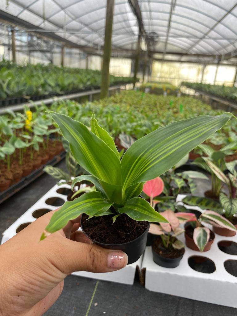 Basic Package - BELEAF 2" Plants