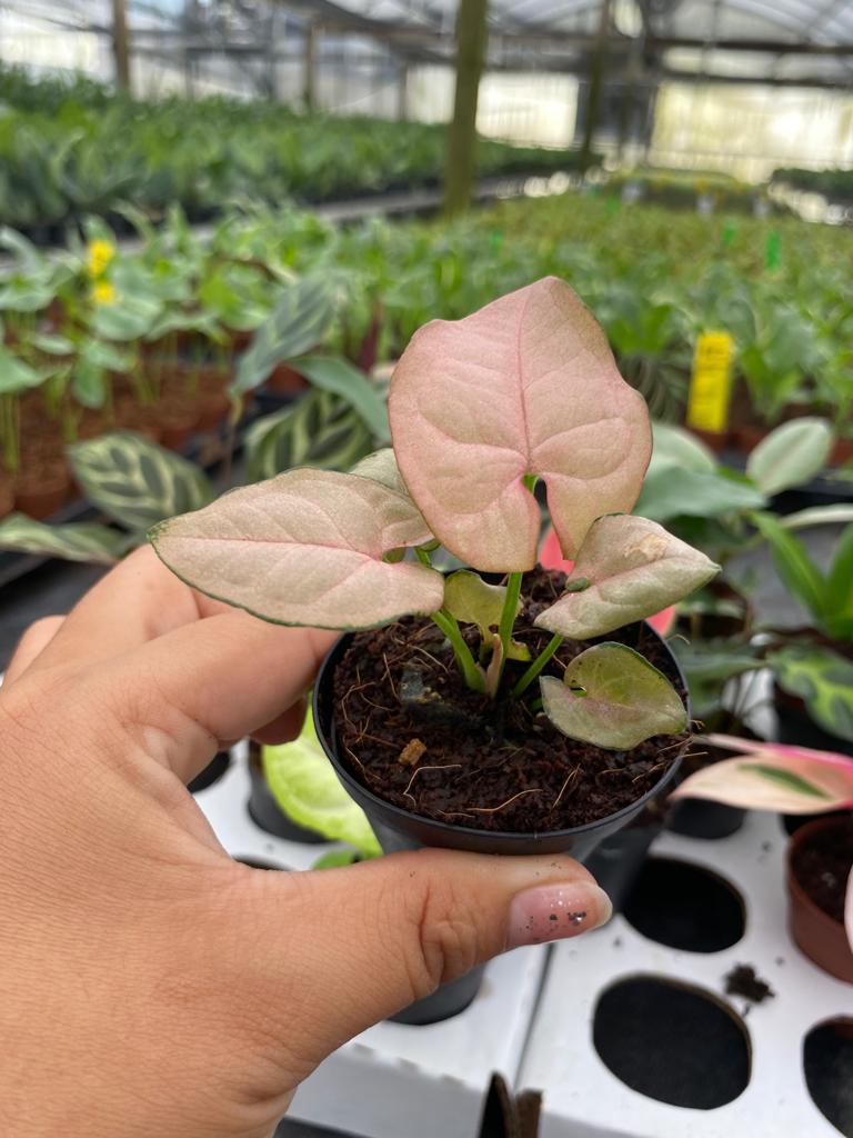 Basic Package - BELEAF 2" Plants