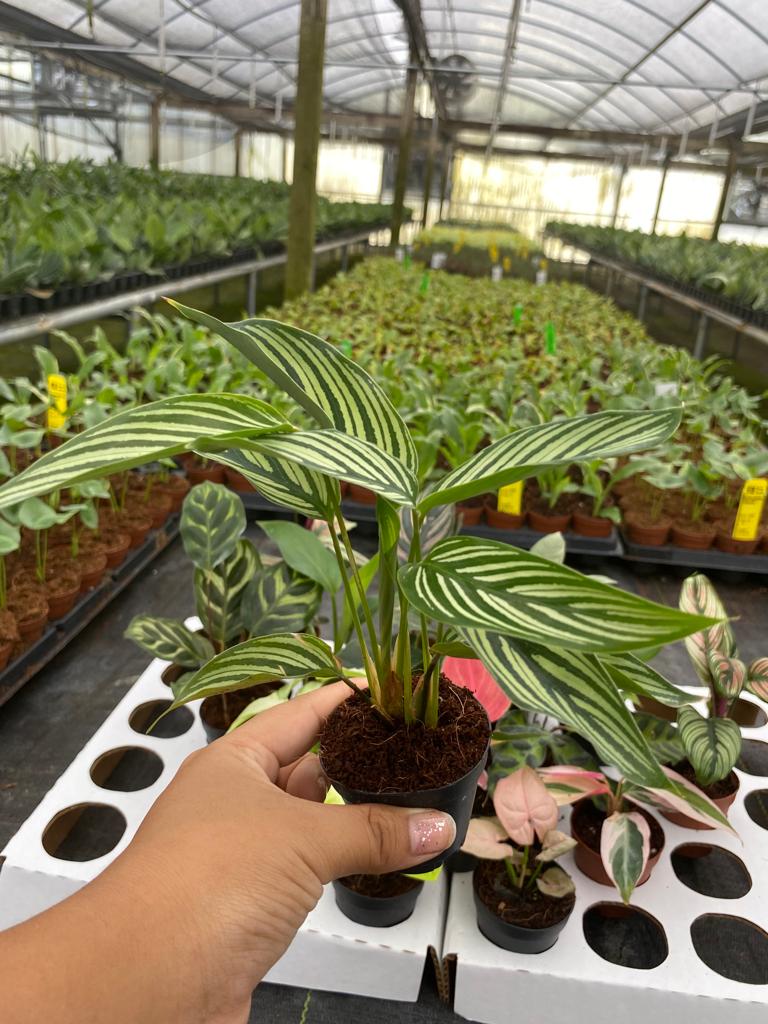 Basic Package - BELEAF 2" Plants