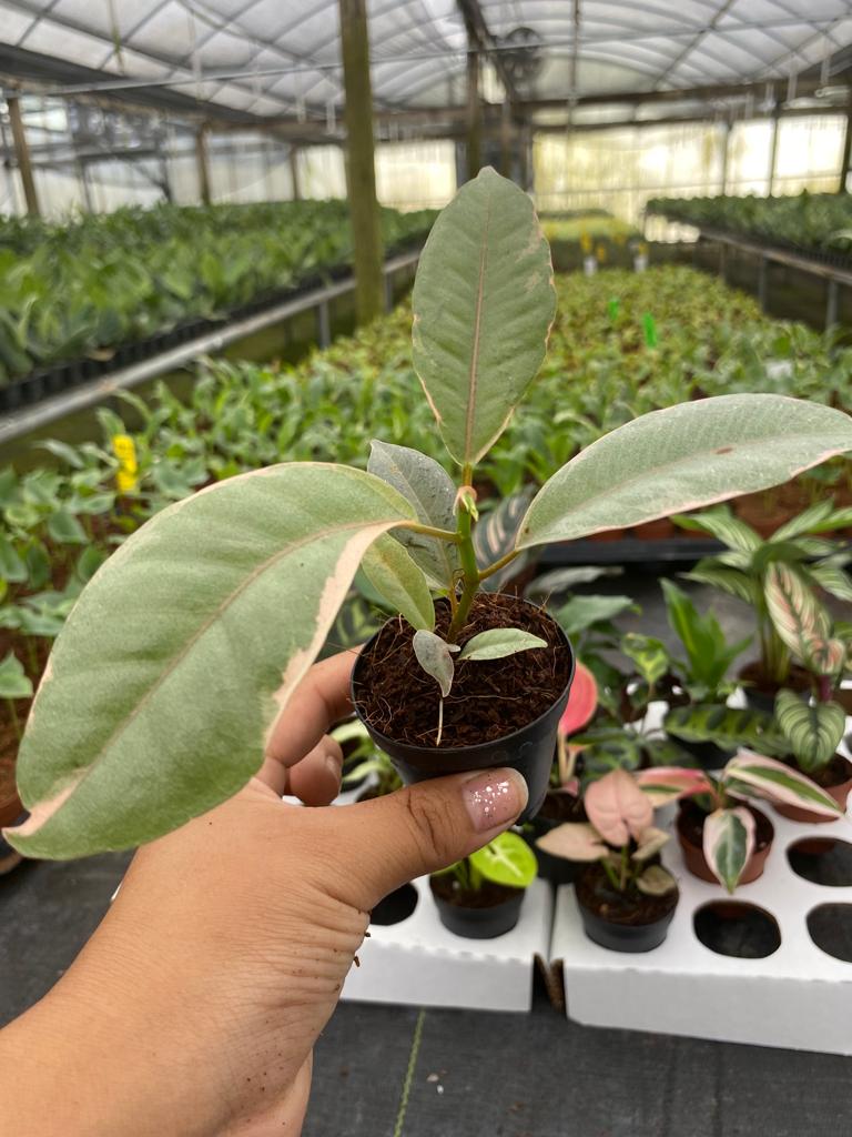Basic Package - BELEAF 2" Plants