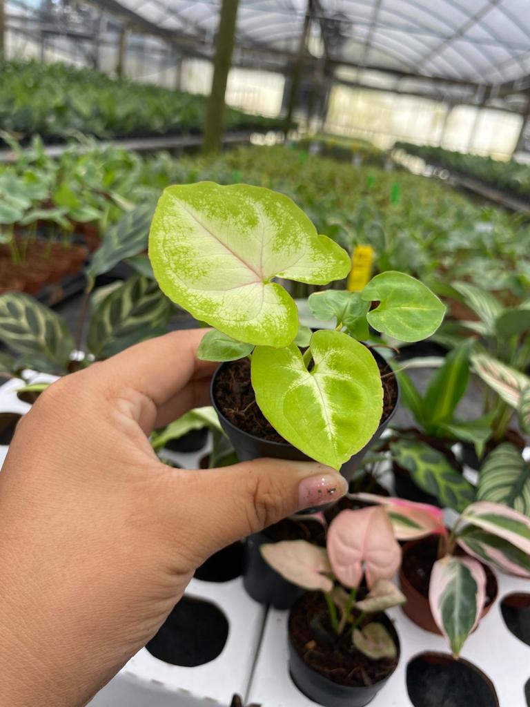 Basic Package - BELEAF 2" Plants
