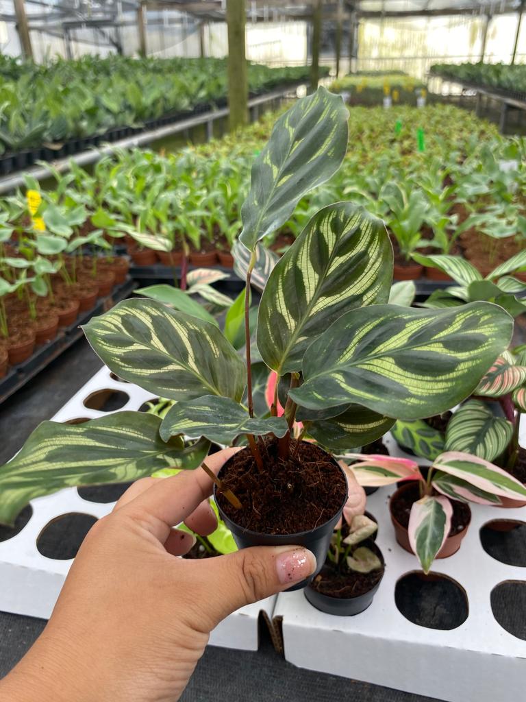 Basic Package - BELEAF 2" Plants