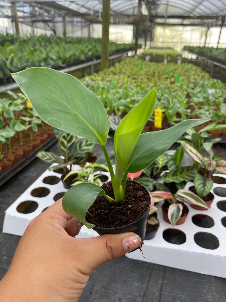 Basic Package - BELEAF 2" Plants