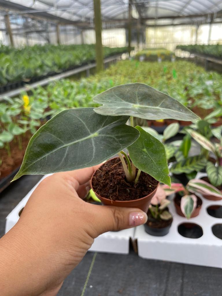 Basic Package - BELEAF 2" Plants