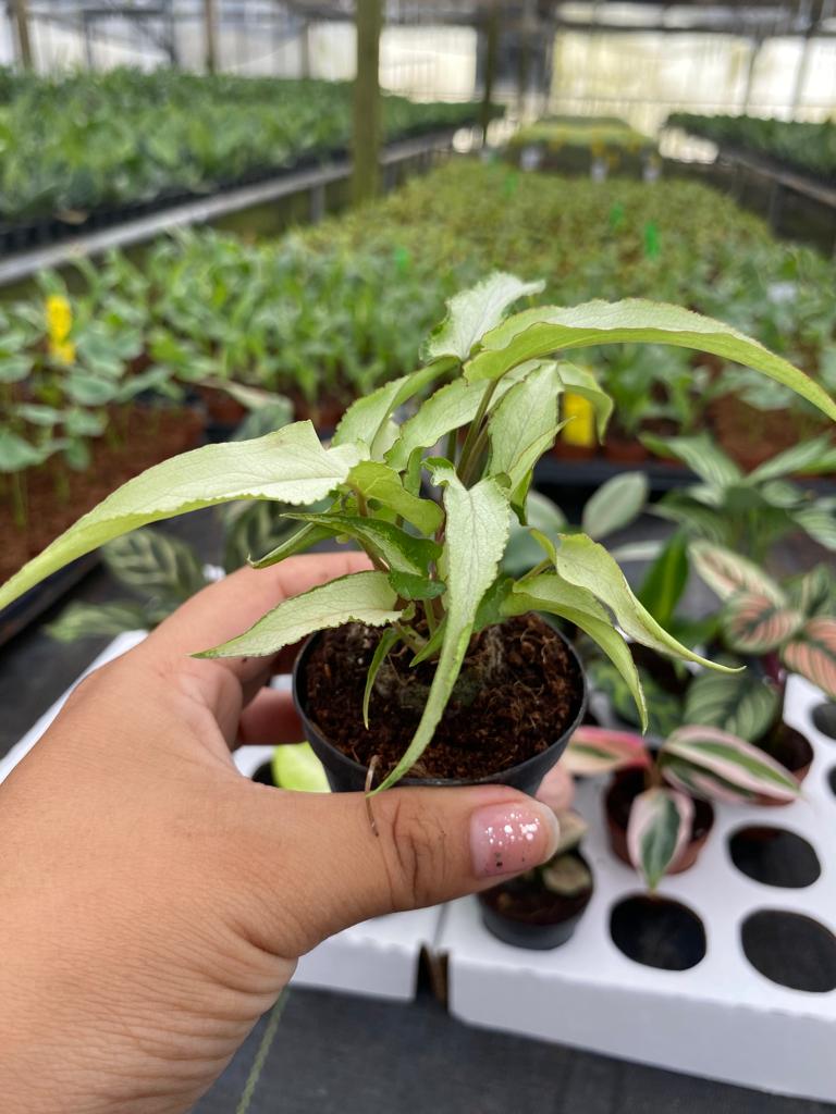 Basic Package - BELEAF 2" Plants