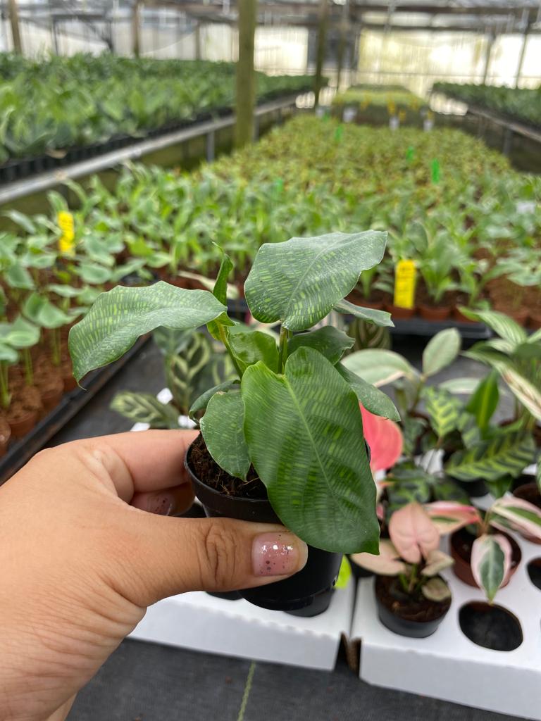Basic Package - BELEAF 2" Plants