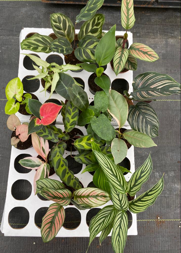 Basic Package - BELEAF 2" Plants
