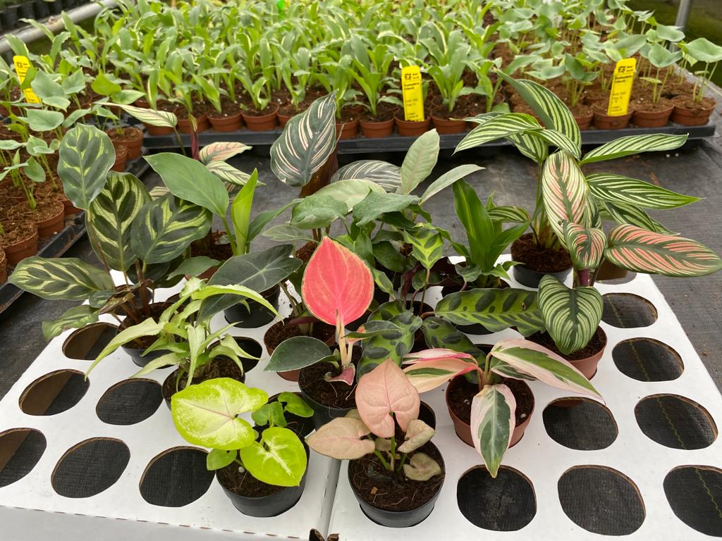 Basic Package - BELEAF 2" Plants