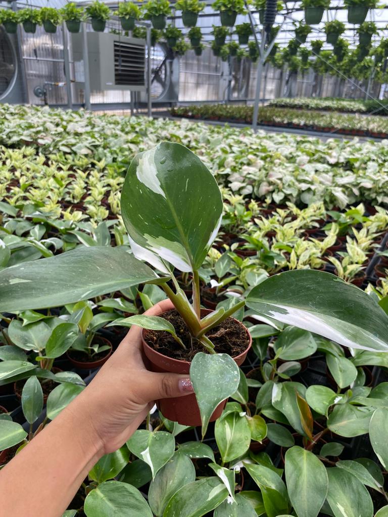 4” Philodendrom White Kinght