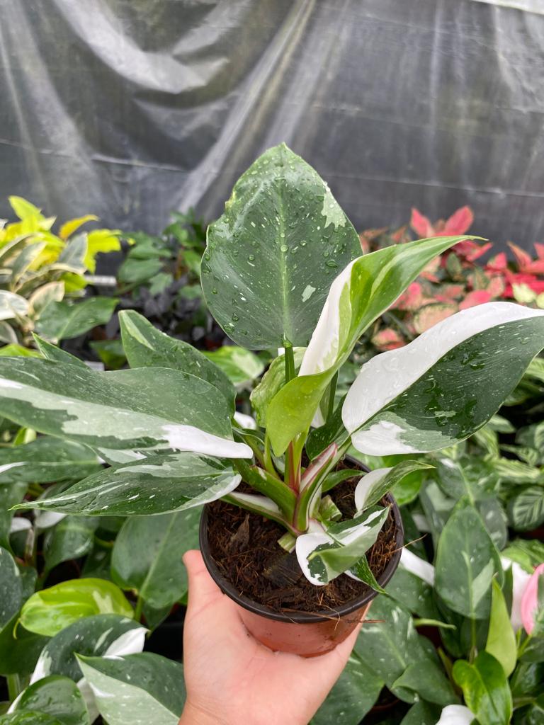 4” Philodendrom White Princess