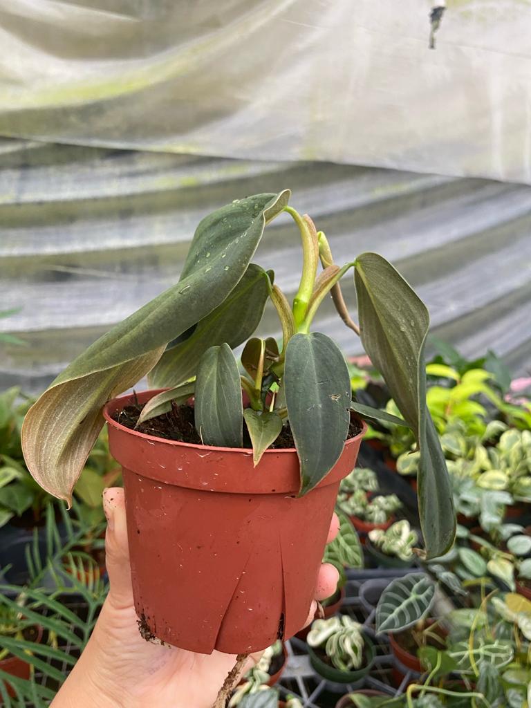 4” Philodendron Gigas