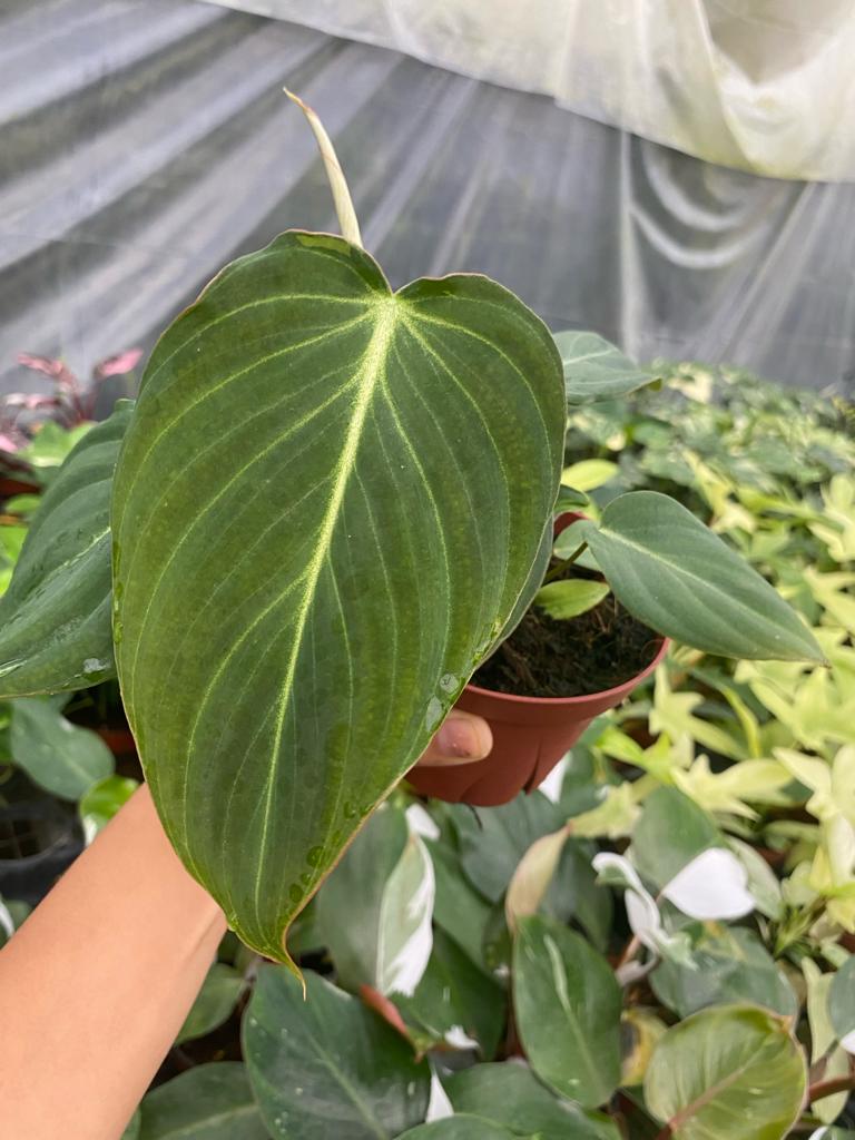 4" Philodendron Glorios