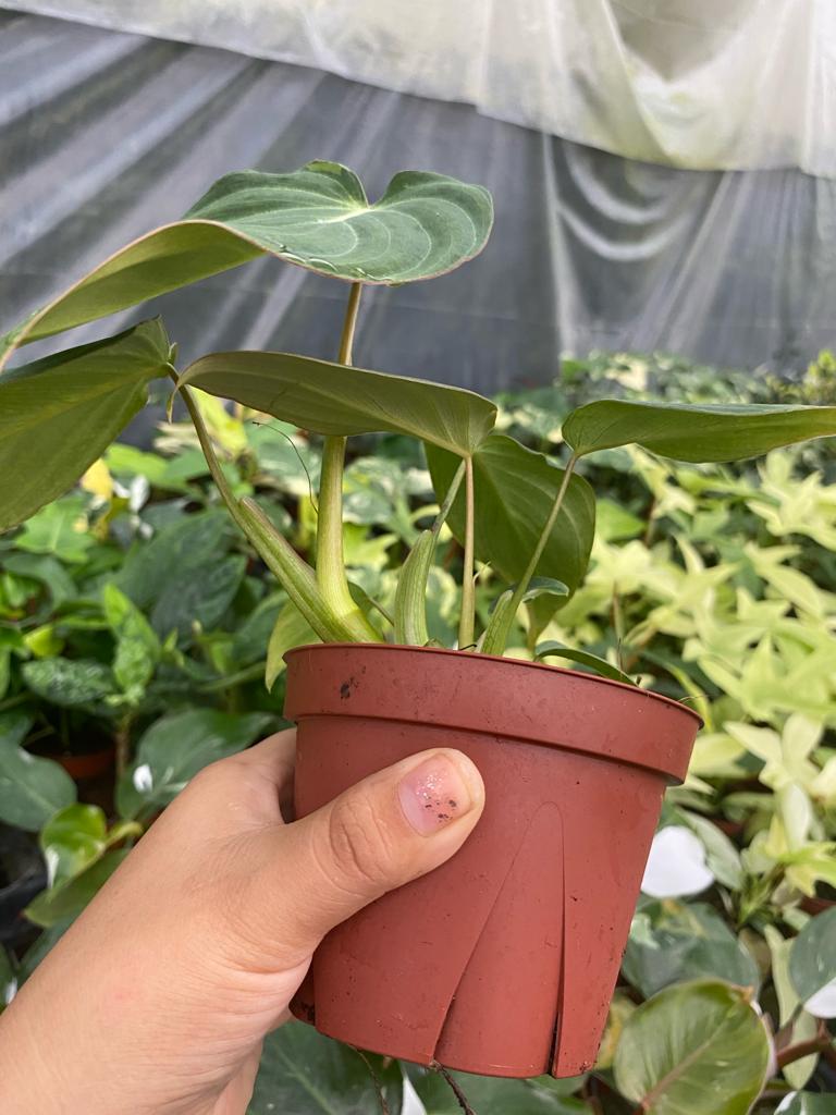 4" Philodendron Glorios