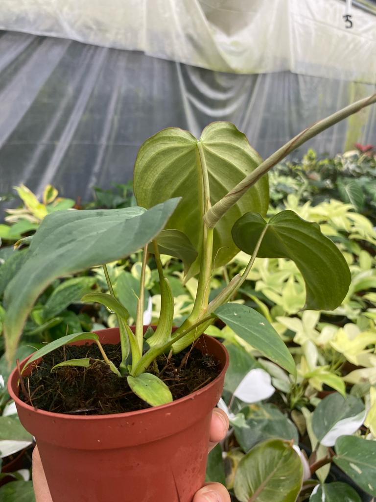 4" Philodendron Glorios