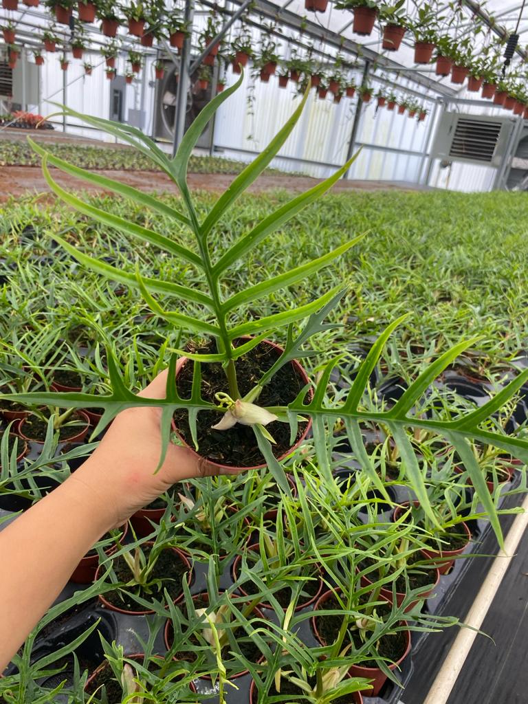4” Philodendron Tortum