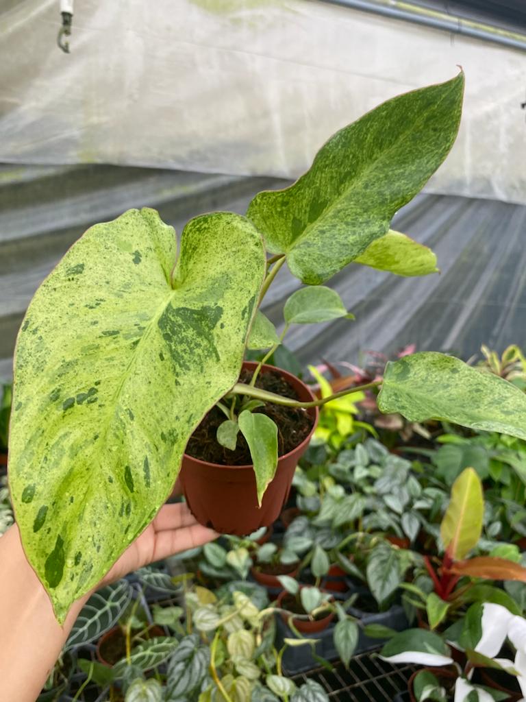 4" Philodendron Paraiso Verde