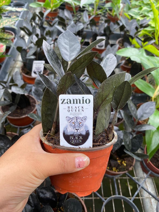 4" Zamioculcas Black Queen