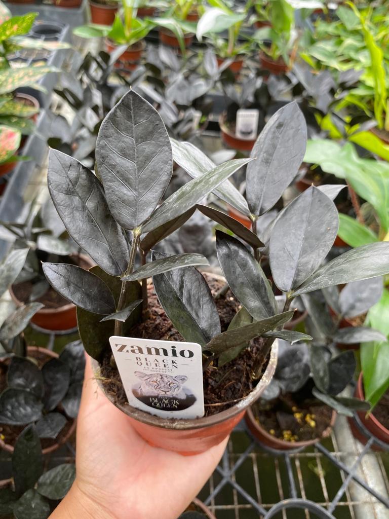 4" Zamioculcas Black Queen