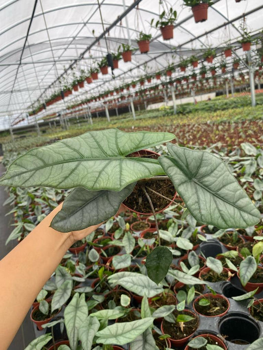4" Alocasia Dragon Breath