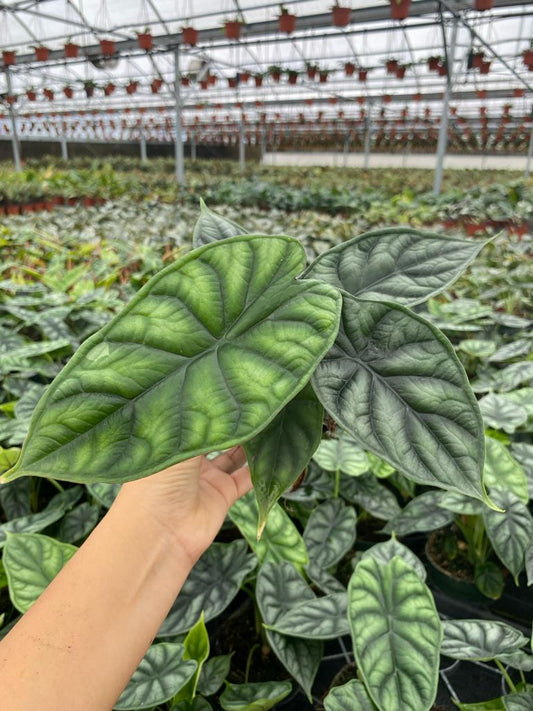 4” Alocasia Dragon Scale