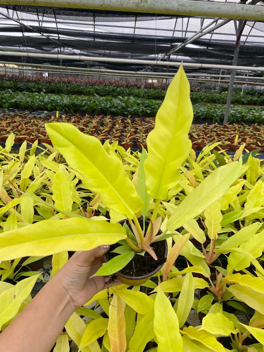 4"  Philodendron Golden Crocodile