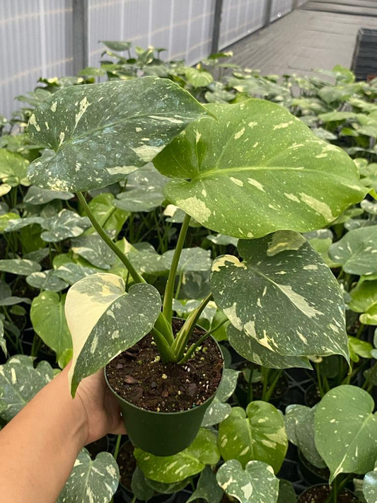 4" Monstera Thai Constellation