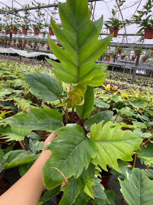 6" Philodendron Mayoi