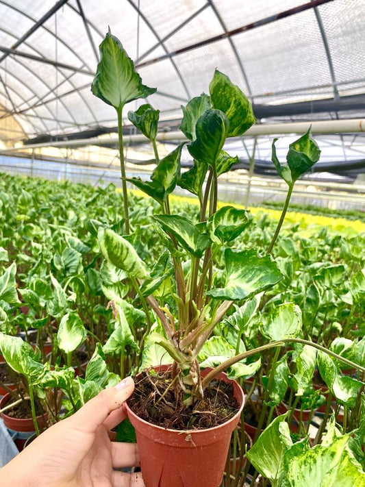4" Syngonium Godzilla
