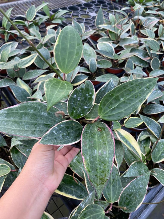 4” Hoya Albo Marginata