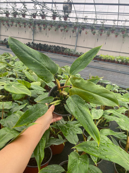 6" Philodendron Mexicanum