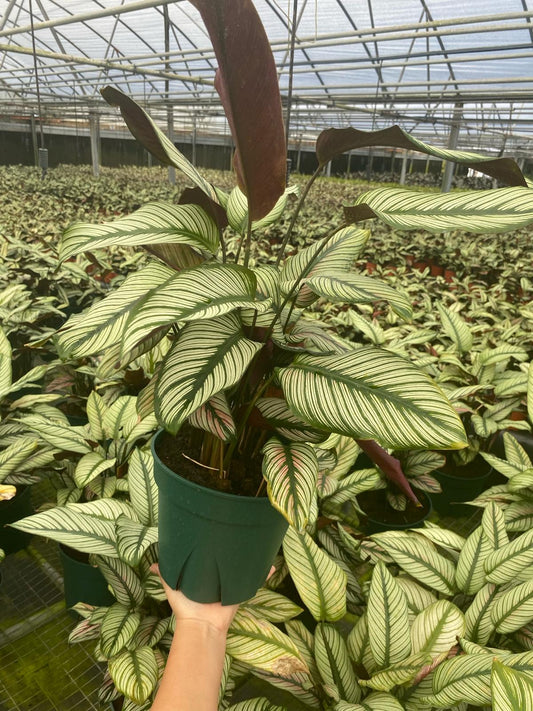 8” Calatathea White Star
