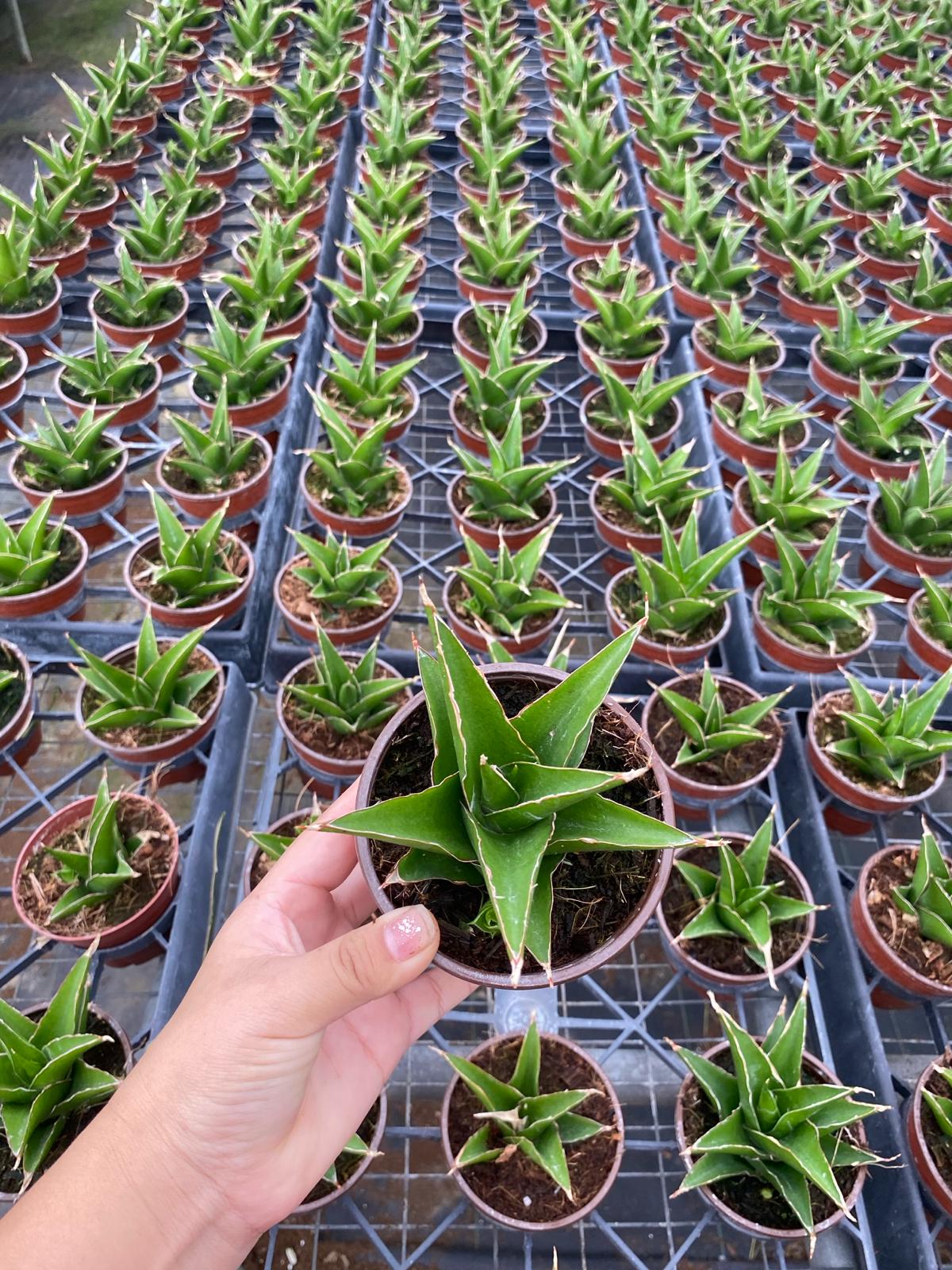 Sansevieria Green Tower