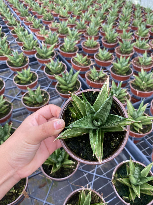 4" Sansevieria Tower Thai