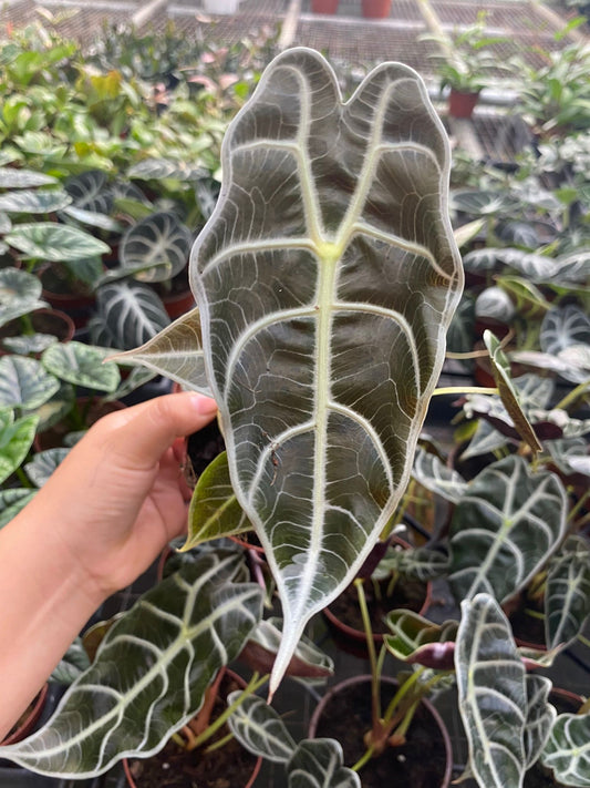 4" Alocasia Watsoniana
