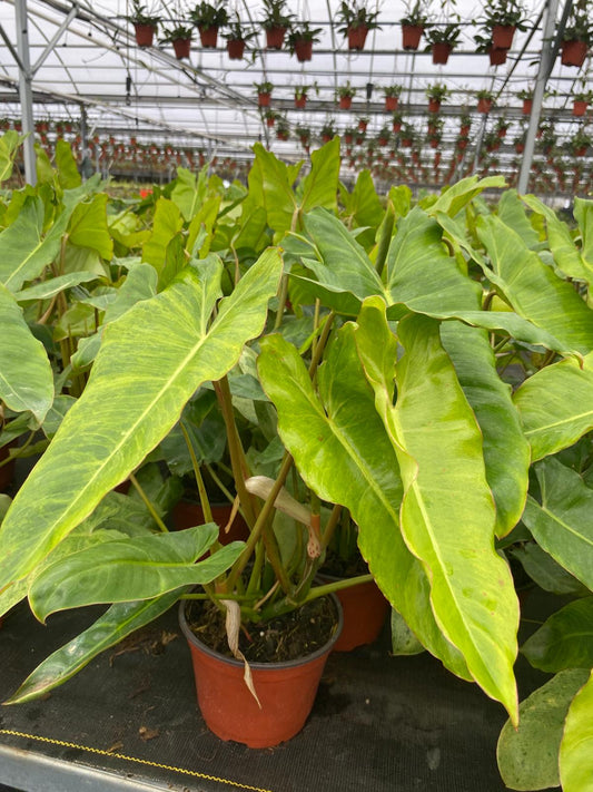 6" Philodendron Paraiso Verde