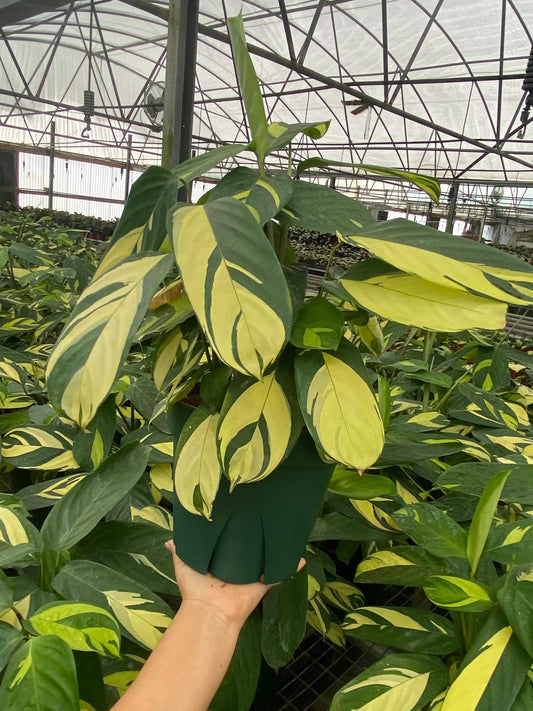 8" Calathea Pilosa