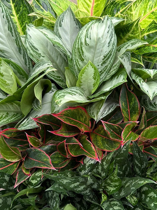 6" Aglaonema Assorted