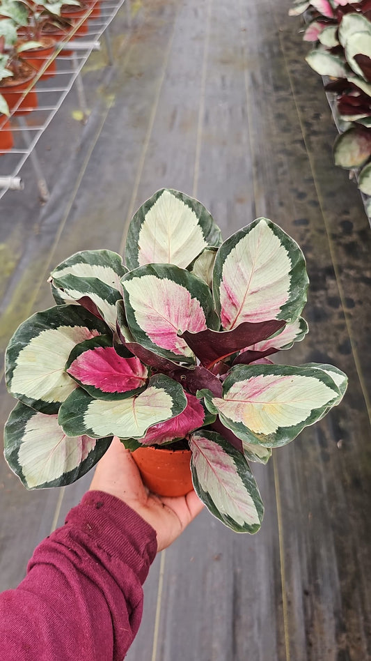 4" Calathea Pale Rosy