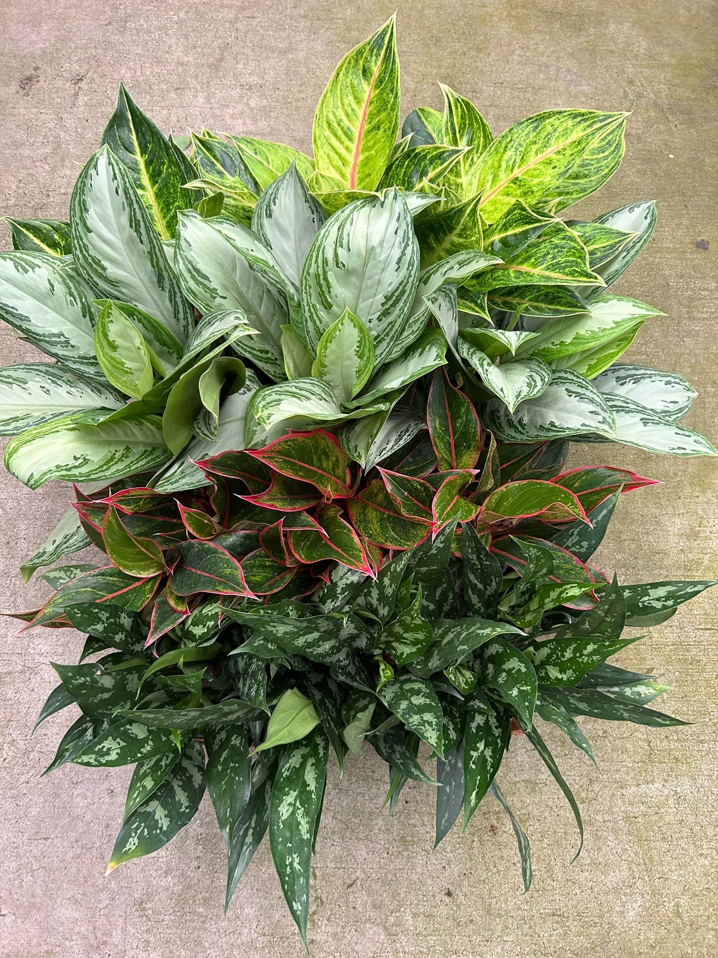 6" Aglaonema Assorted