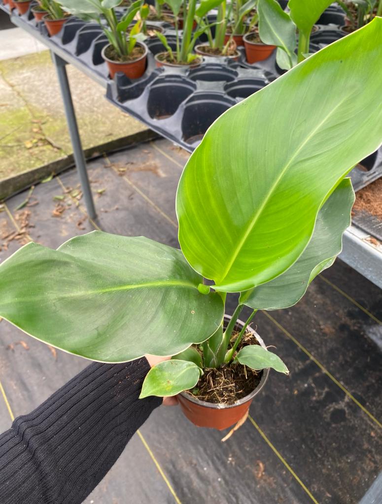 4” Strelitzia White Bird
