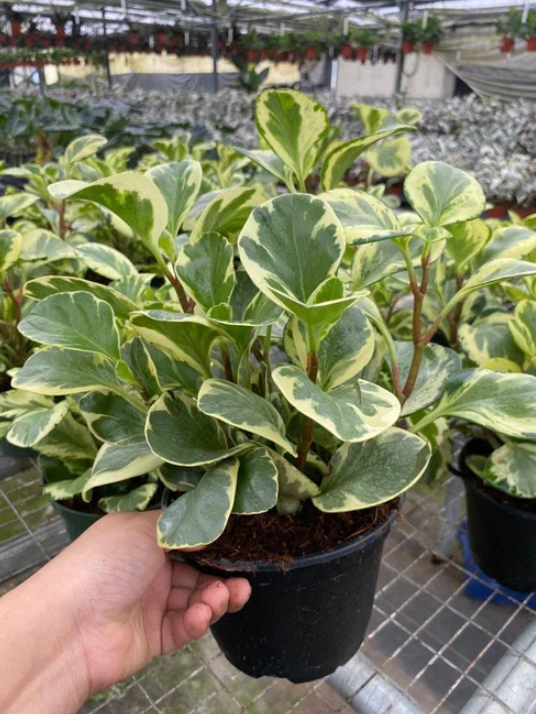 6" Peperomia Golden Gate