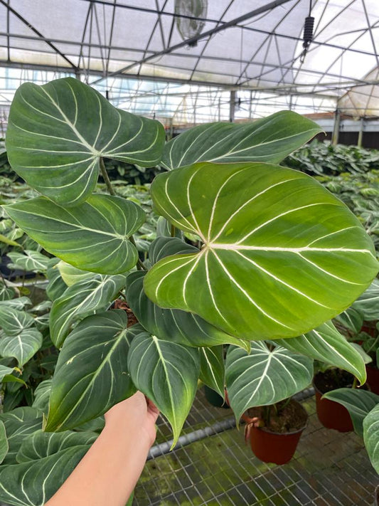 6” Philodendron Gloriosum