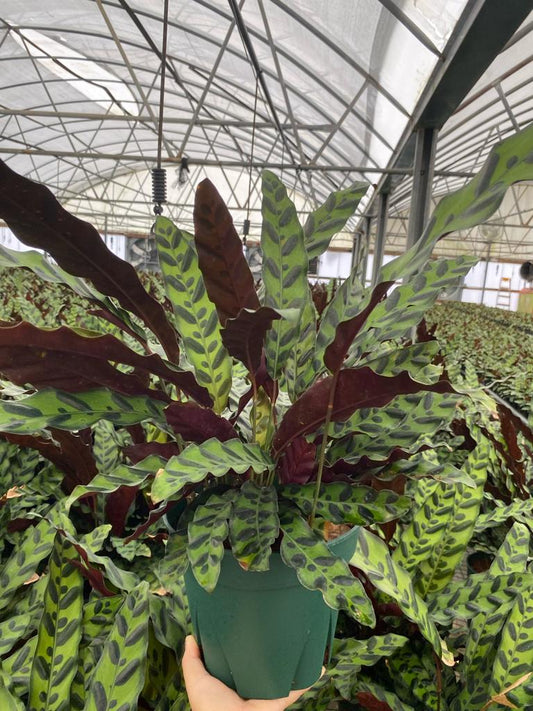8” Calathea Lancifolia