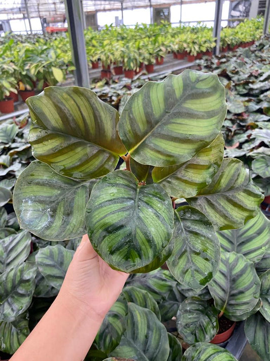 4” Calathea Fasciata