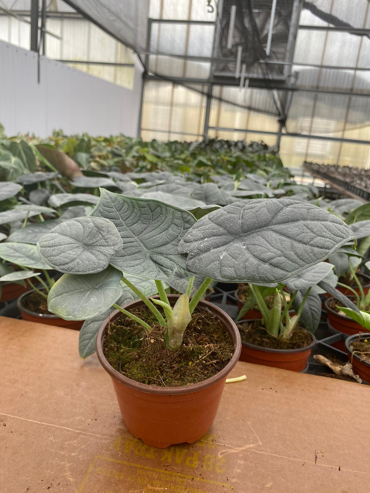 4” Alocasia Rugosa Melo
