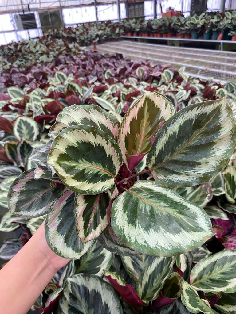 4” Calathea Shine Star – Biostok Foliage