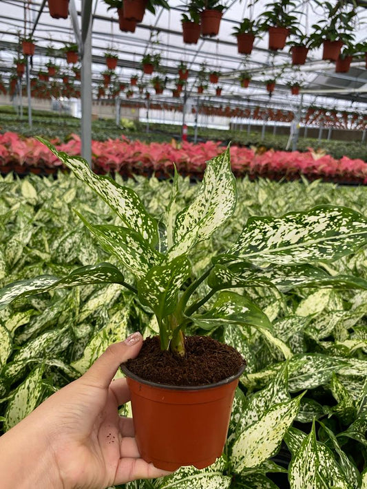 4" Aglaonema Snow white